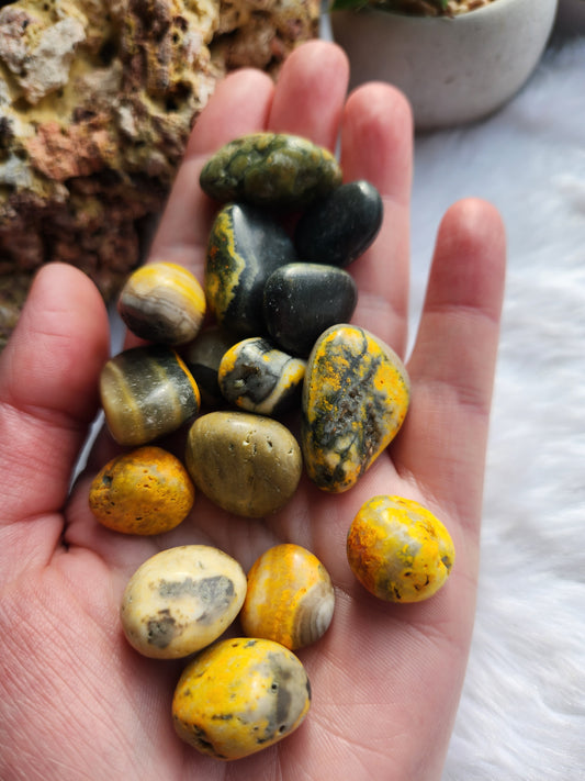 Bumblebee Jasper Tumble