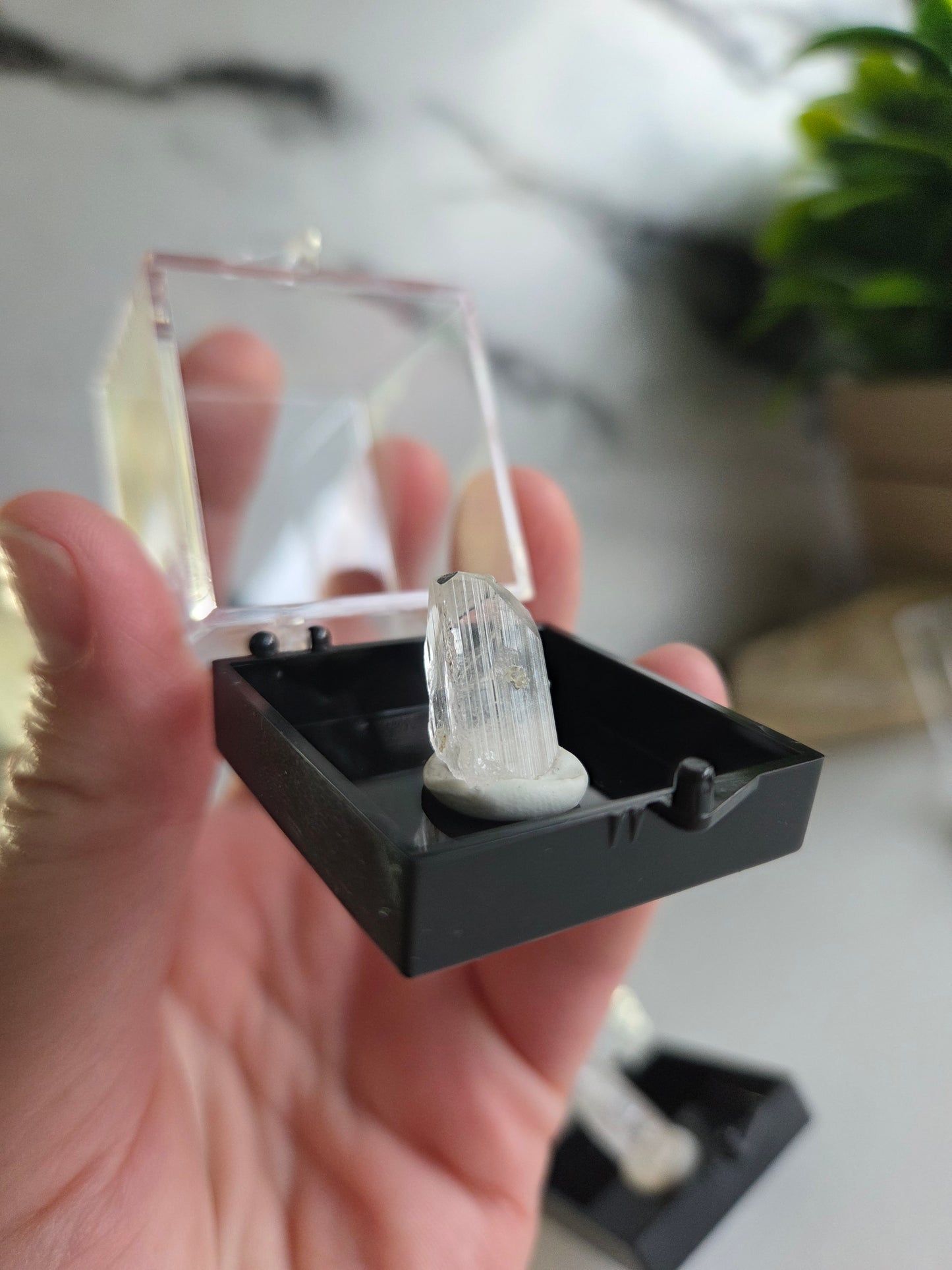 Danburite Crystal Specimens ✨
