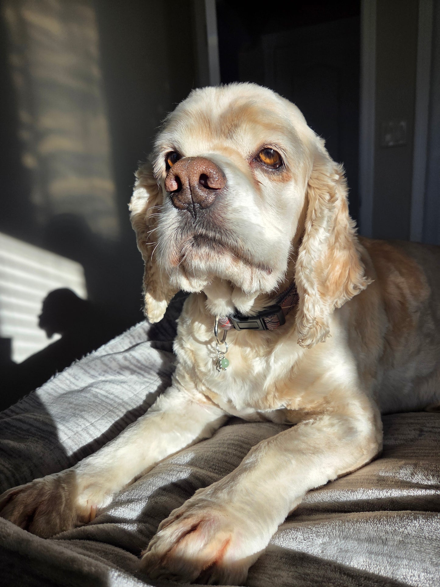 Pet Charm Collection 🐾